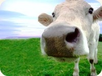 vaca