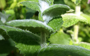 Imagen 4 hoja de menta