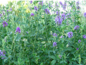 alfalfa